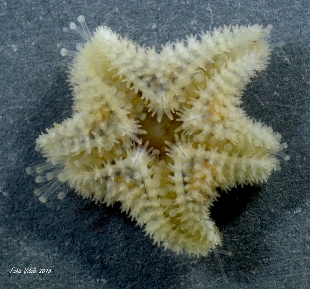 Asterina phylactica (dal versante ionico del Salento)